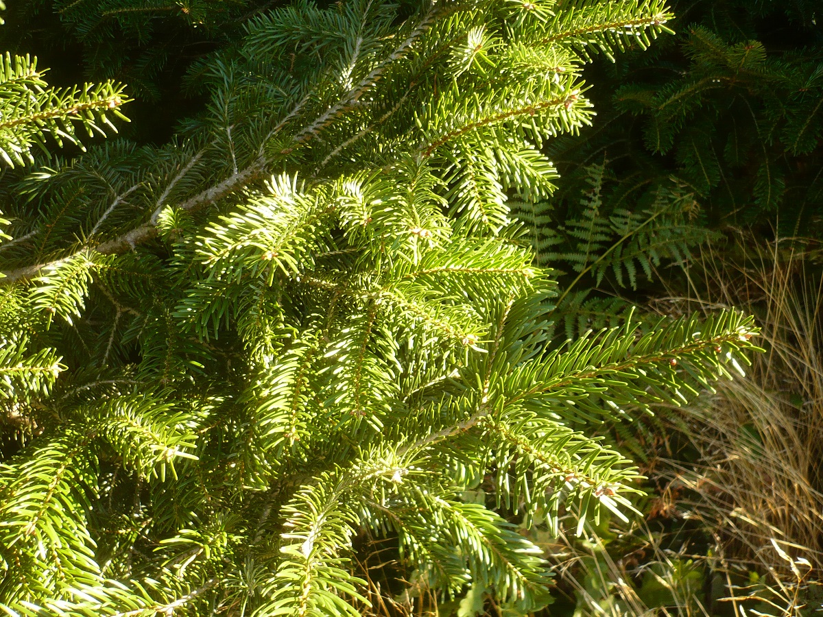 Abies nordmanniana (Pinaceae)